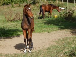 Poulains nés à l&#039;Elevage du Durzon